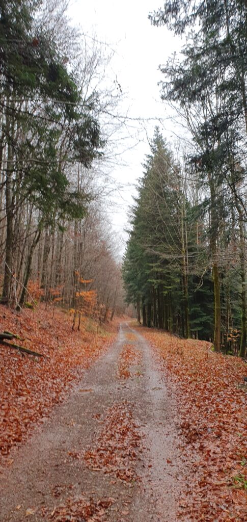 Nearby walking trail in the forêt du Donon, 5mins walk from the hotel. The picture shows a grey and rainy sky with pine trees rising either side of a muddy track that plows through knee-deep fallen golden leaves. The mood is wintery but enticing.